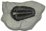 Calymene Niagarensis Trilobite Fossil - New York #357074-1